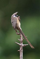 Speckled Mousebird